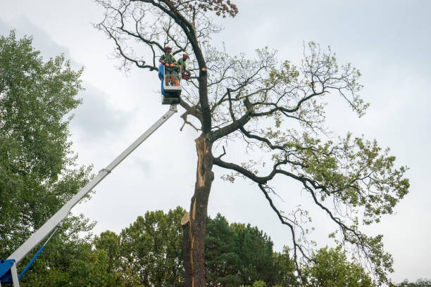 Best Aeration Services  in Waynesboro, PA